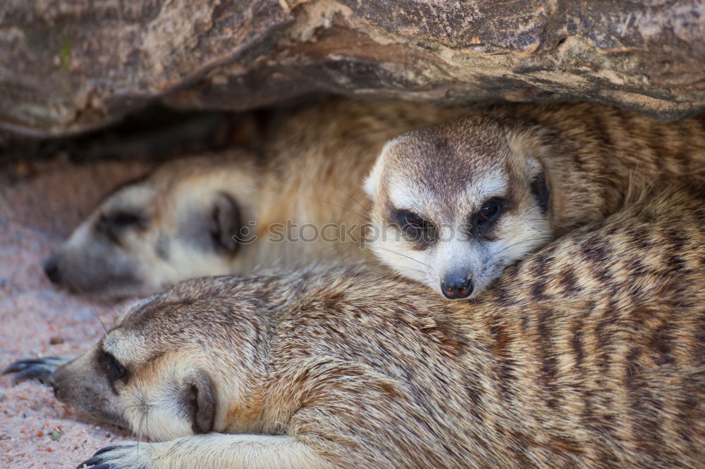 Similar – Image, Stock Photo motherly love Animal Grass