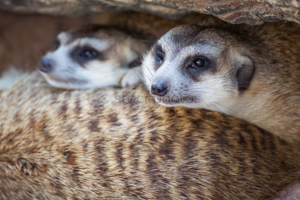 Similar – Image, Stock Photo motherly love Animal Grass