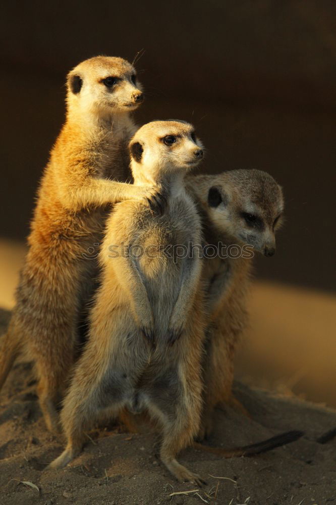 Similar – Image, Stock Photo cute trio Animal Earth Zoo