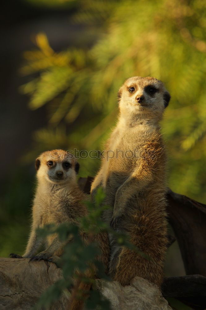 Similar – Image, Stock Photo cute trio Animal Earth Zoo