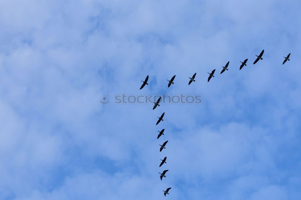 Similar – Morgenmöwe Möwe Vogel Meer