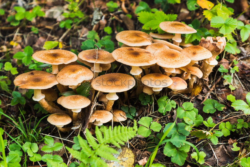 Similar – Image, Stock Photo 3 Boletus Leaf Forest