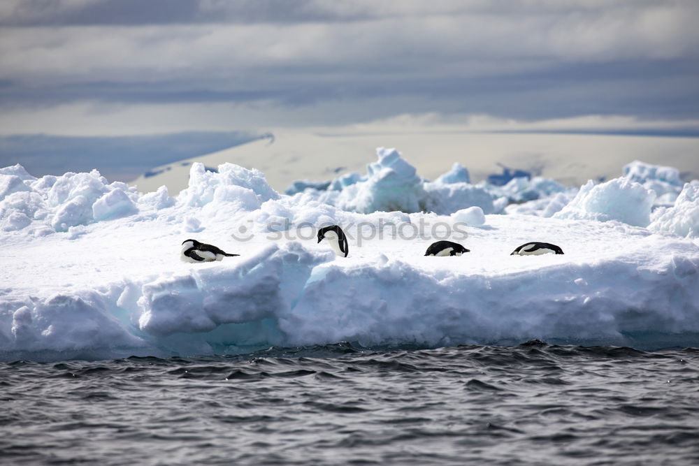 Similar – Whale swimming icy ocean