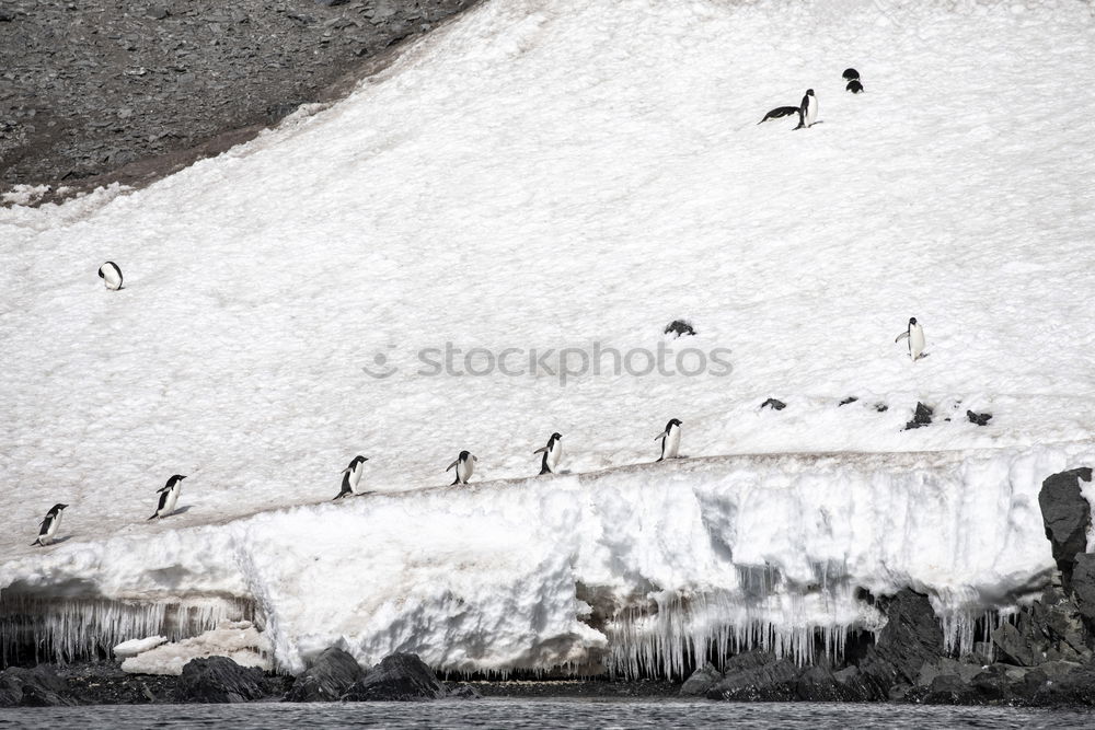 Similar – seagull crowd Shadow Beach