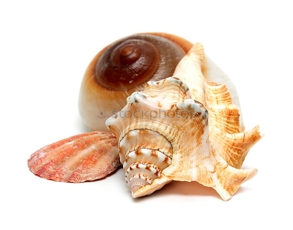 Similar – Image, Stock Photo snail shells Style Design