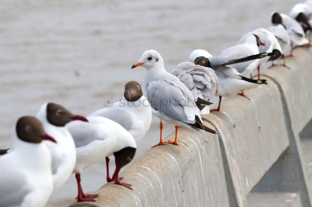 Similar – Foto Bild Aus der Reihe tanzen Vogel