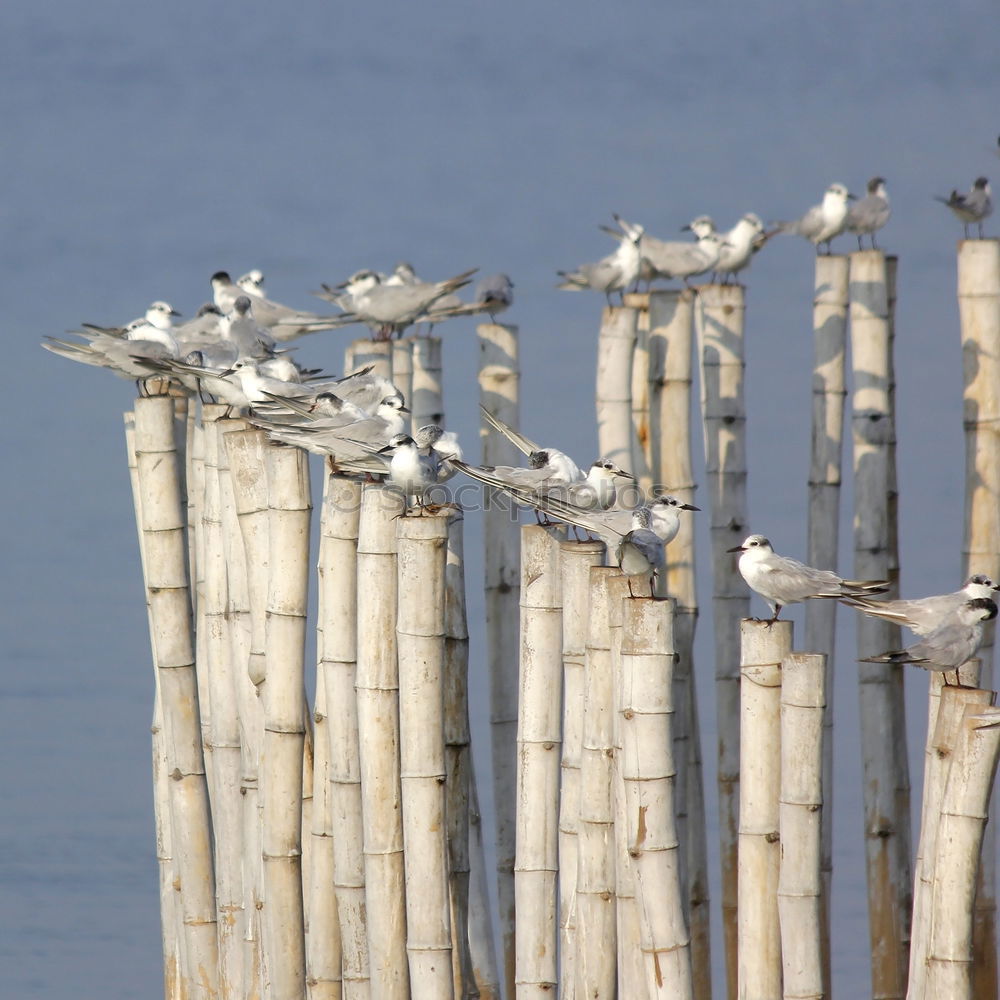 Similar – Image, Stock Photo Birds on wooden nest Flock