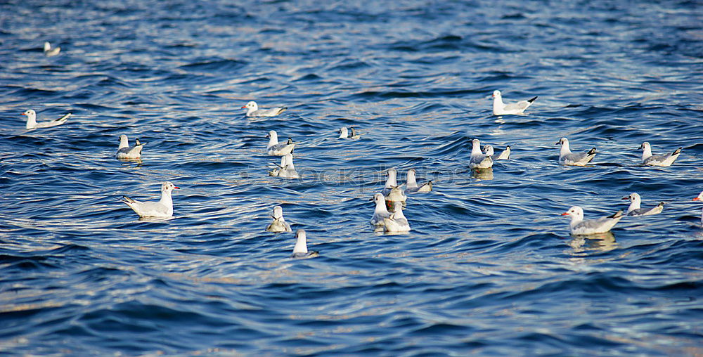 Similar – Image, Stock Photo seagull swarming