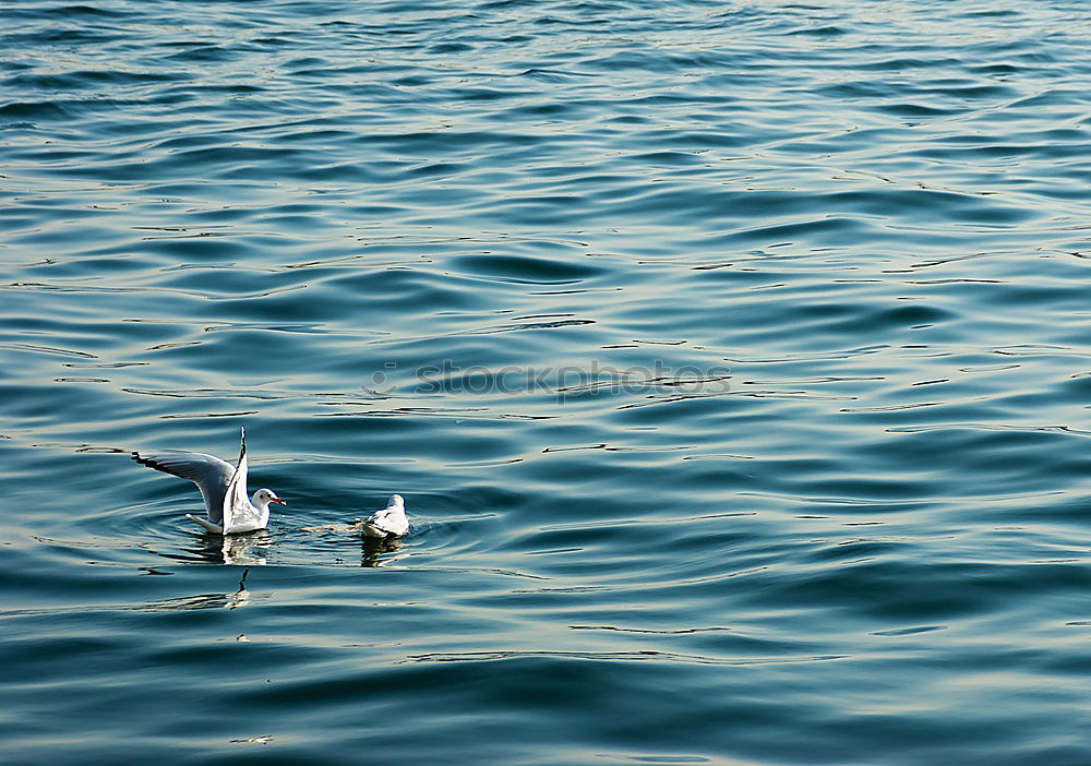 Similar – Image, Stock Photo No trespassing Flood