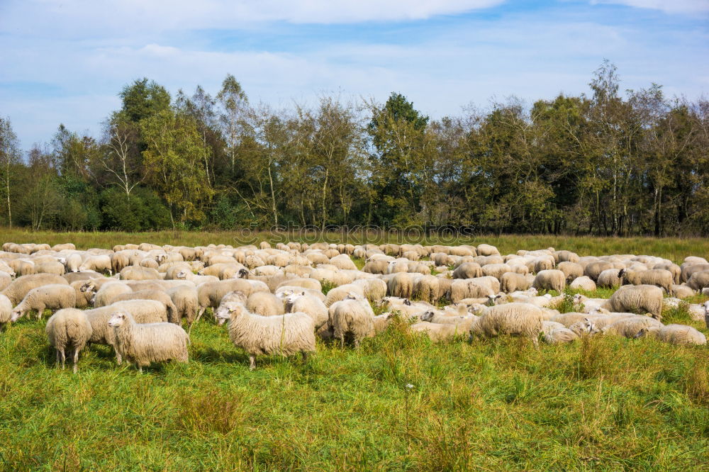 Similar – Image, Stock Photo Lawn mowing in Northern Germany