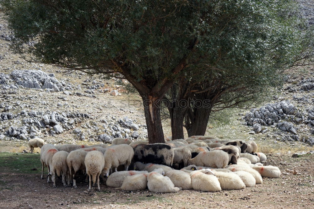 Similar – Flock of sheep at sunset