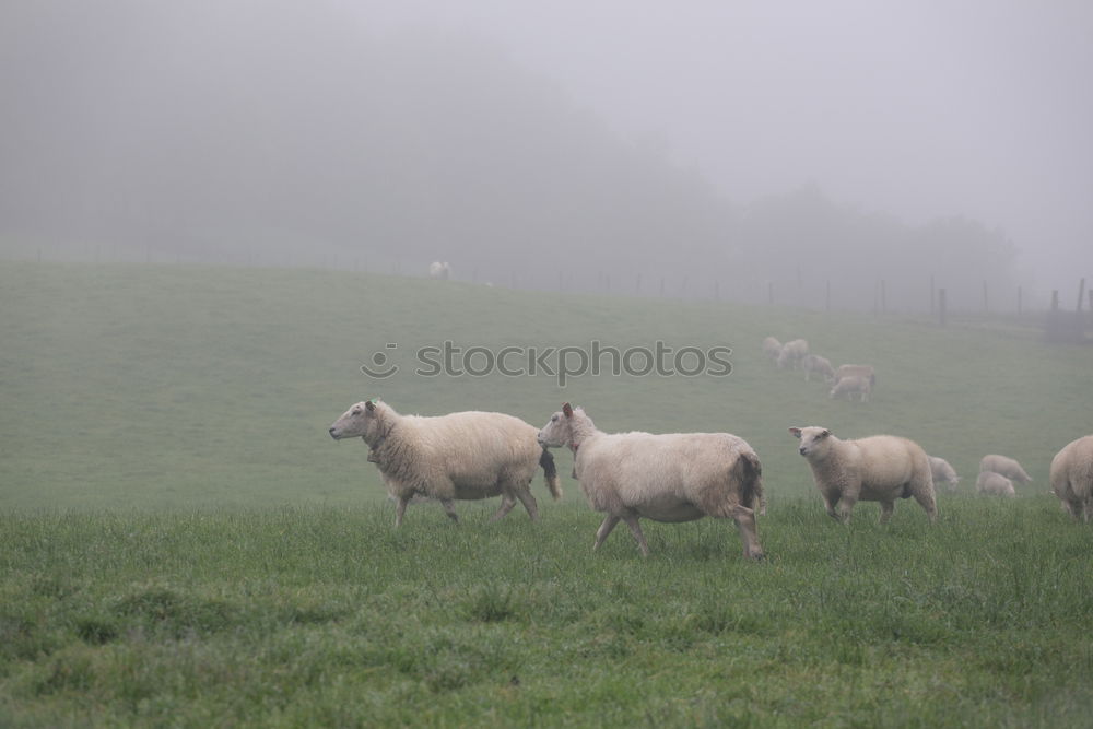 Similar – cloudy lawnmowers Sheep