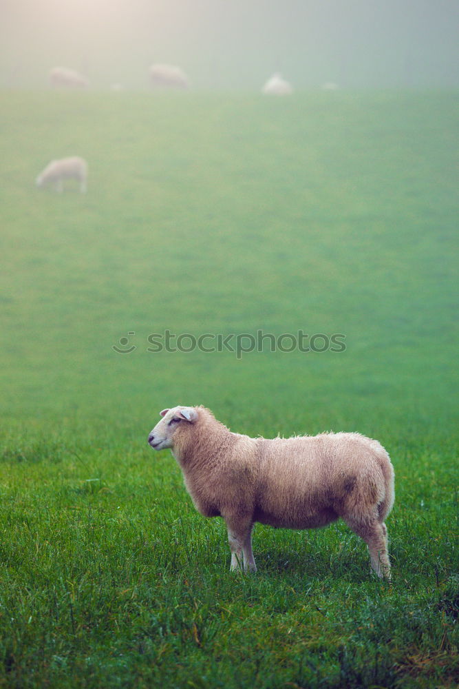 Similar – Image, Stock Photo Lister sheep Beach Ocean