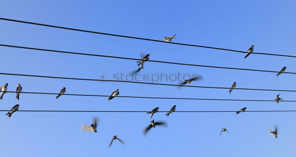 Similar – Herr(in) der Fliegen