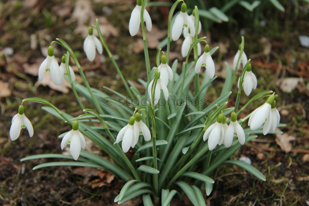 Similar – Frühlingsblumen