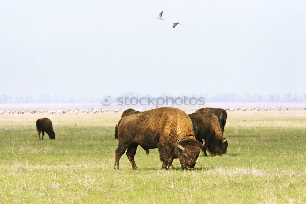 Similar – Image, Stock Photo Many in the Gobi Mongolia