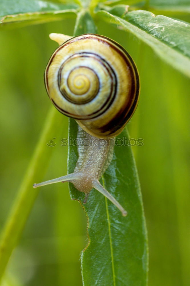 hmmm… köstlich Schnecke