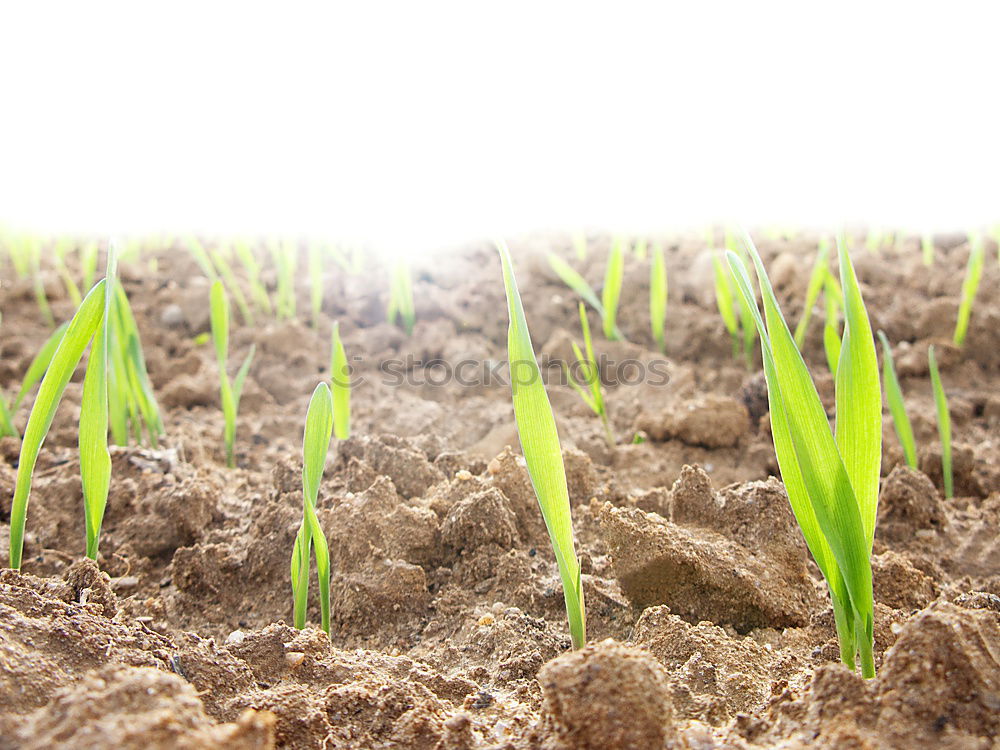 Similar – Image, Stock Photo growth Agriculture