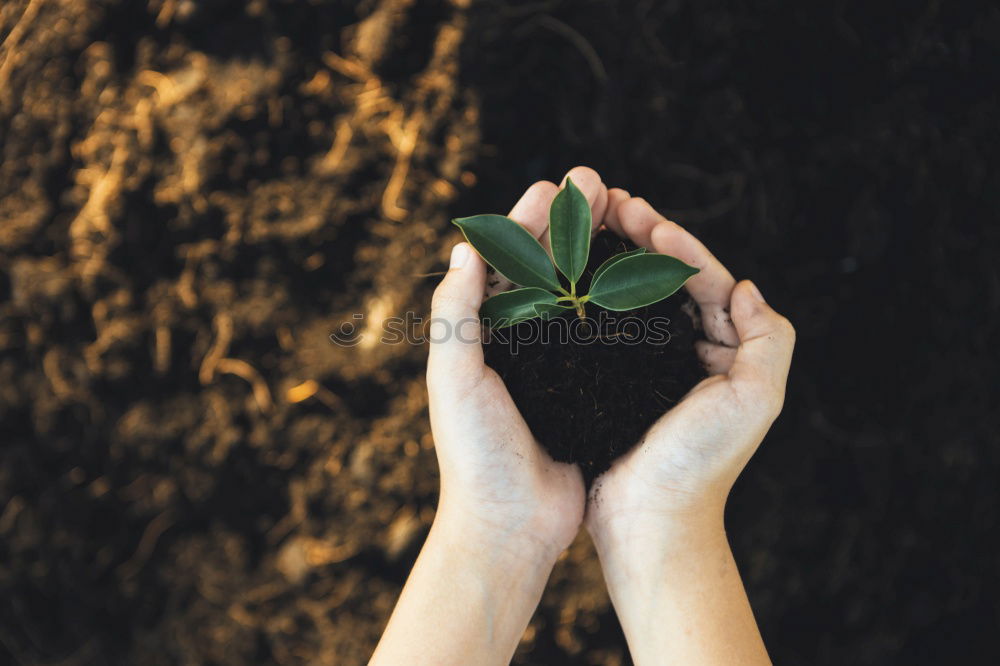 Similar – Image, Stock Photo Hands hold mint leaves