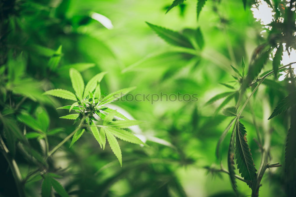 Similar – Image, Stock Photo Bird house on a tree among the green leaves