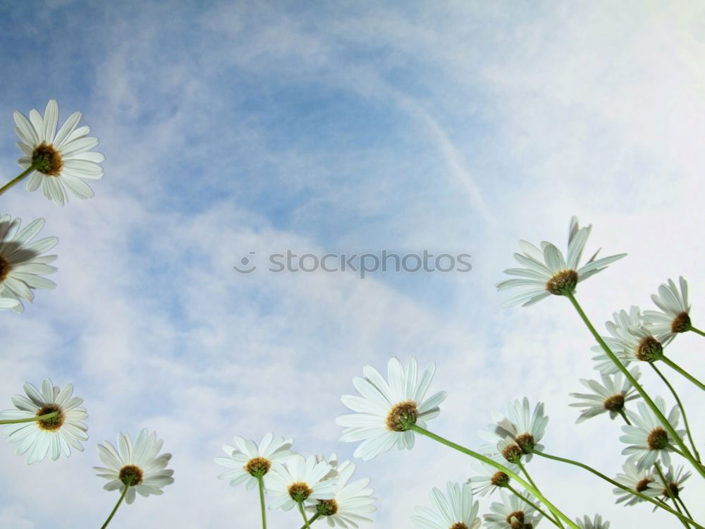 Similar – Image, Stock Photo clematis Flower Blossom