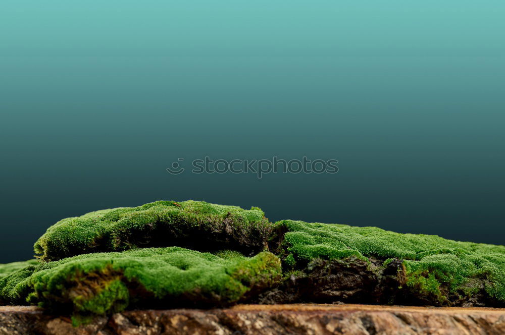 Similar – Image, Stock Photo green waste Masculine Hand