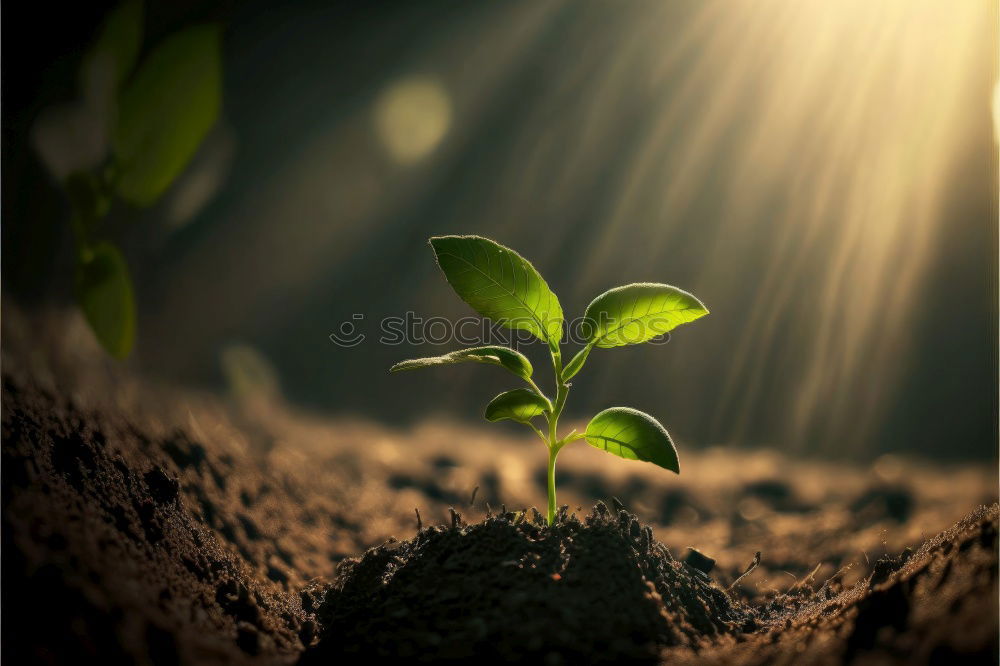 Similar – Image, Stock Photo Hands hold mint leaves