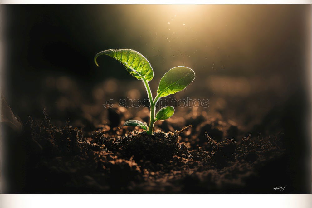 Similar – Image, Stock Photo Hands hold mint leaves