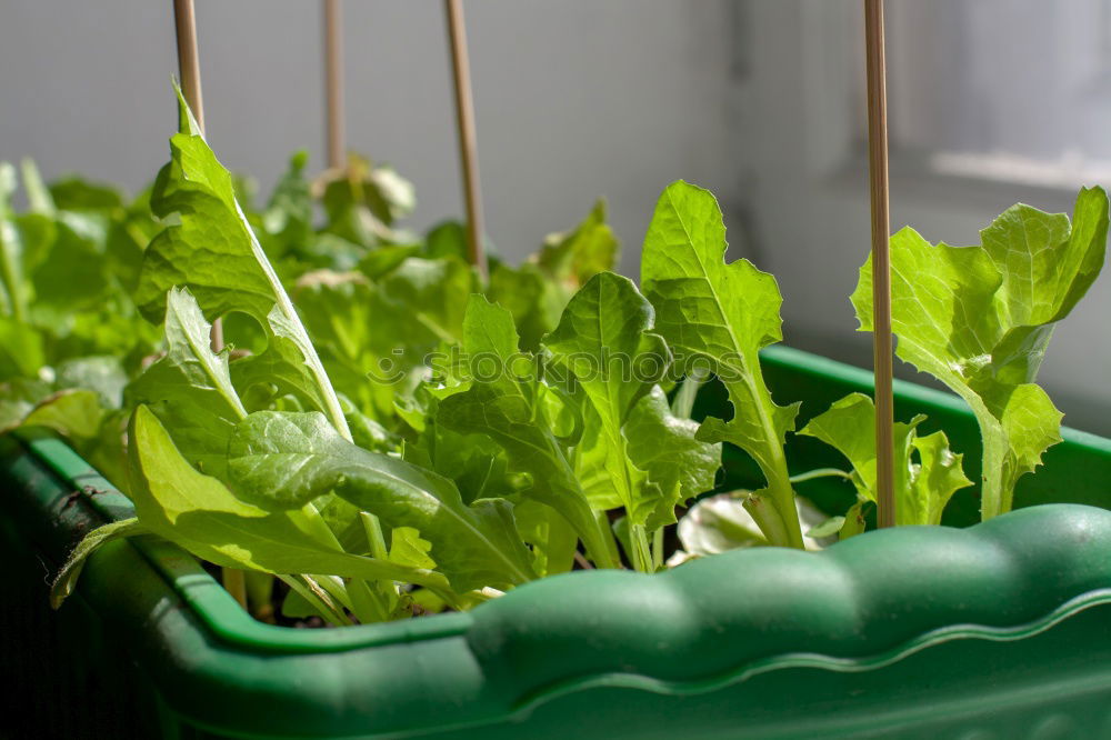 Similar – Image, Stock Photo Green plants in the windowsill