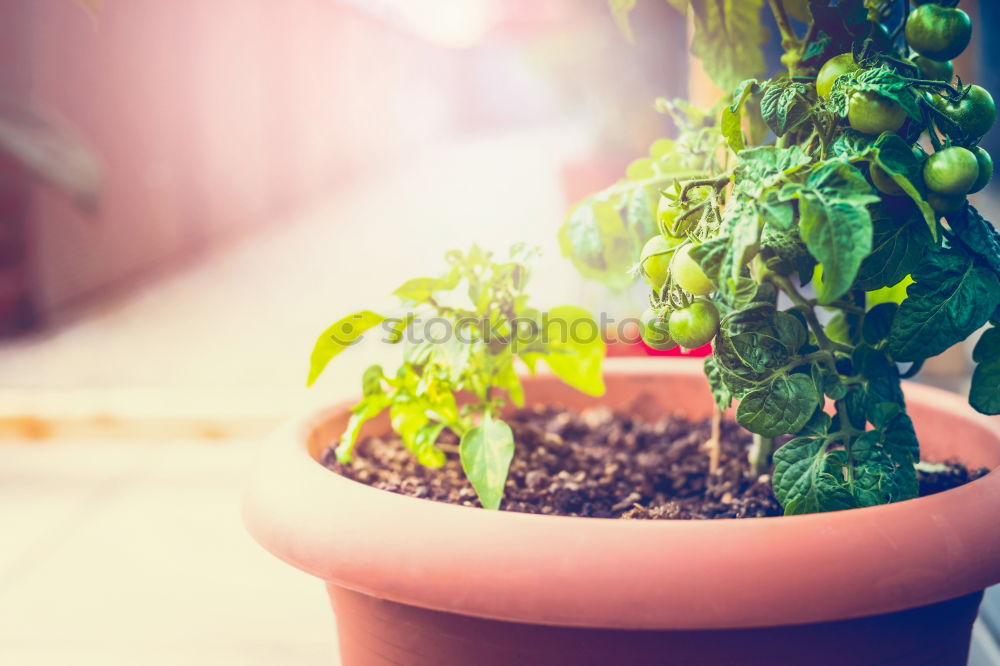 Growing vegetables in tubs on balcony