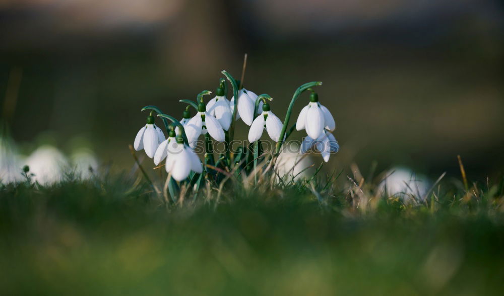 Similar – Image, Stock Photo ring in spring…