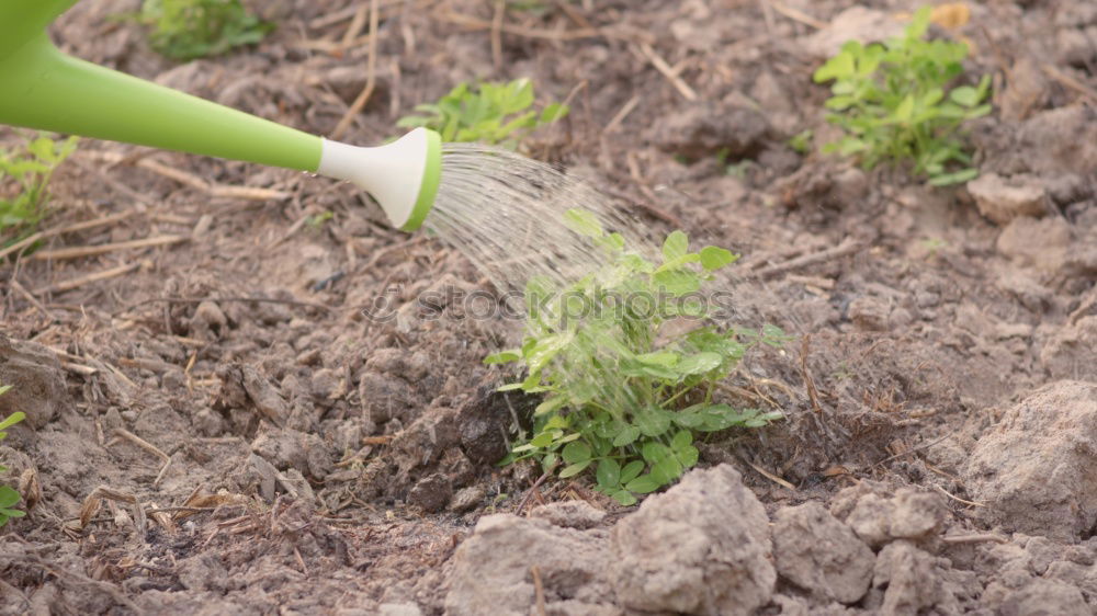 Similar – Image, Stock Photo sun Grass Green