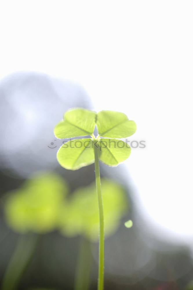 shamrock Clover