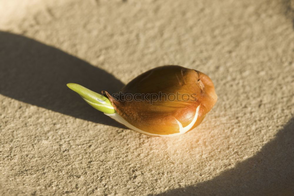 lonely apple. Food Apple