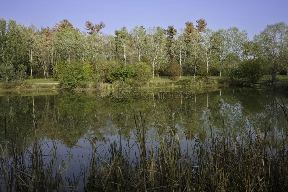 Similar – Image, Stock Photo Oasis on Rügen Environment