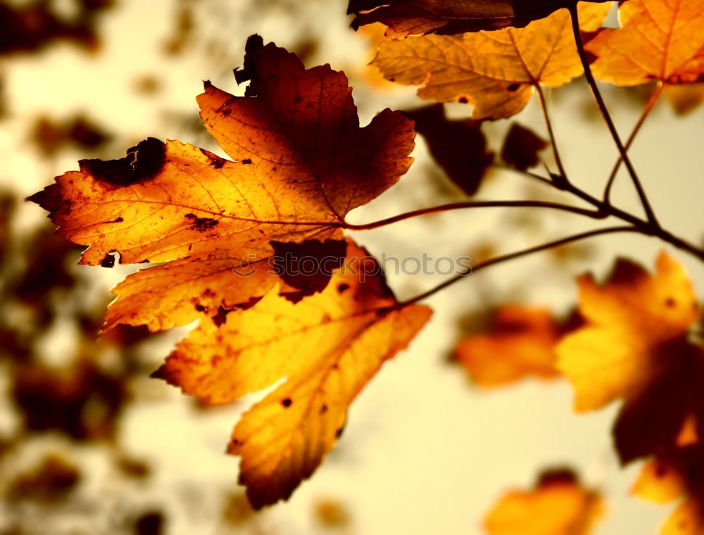 Similar – Goldener Herbst Blatt