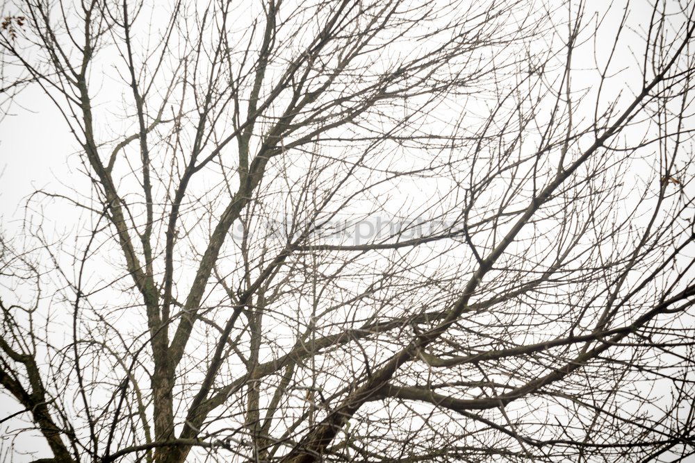 Similar – Foto Bild Herbstbaum Baum Mauer Wand