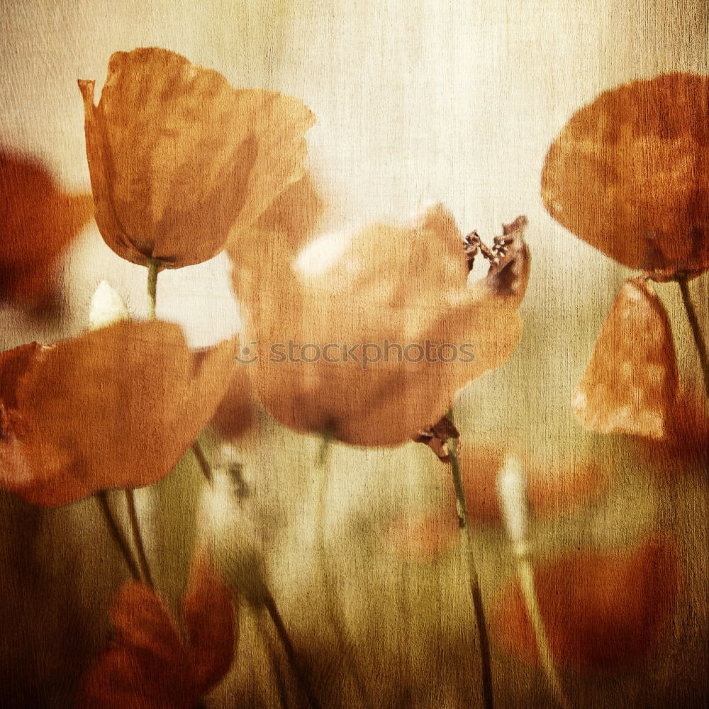 Similar – Image, Stock Photo Poppies on summer meadow