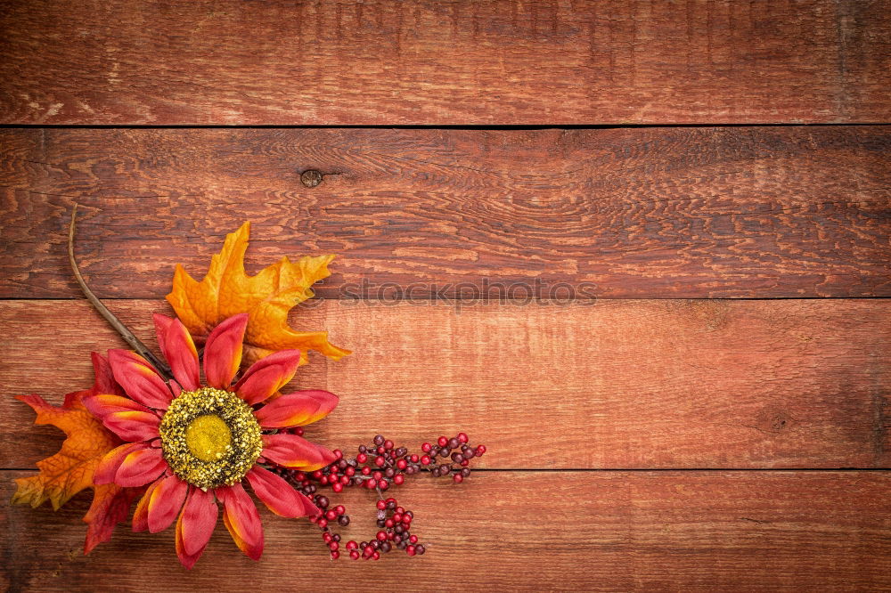 Similar – Image, Stock Photo Autumn flowers on dark wooden table