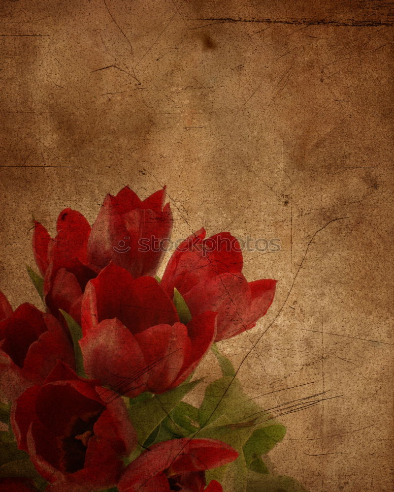 Similar – Image, Stock Photo poppy meadow Summer