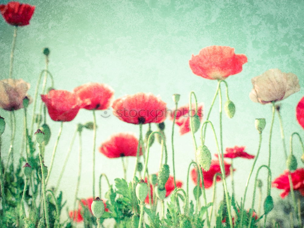 Similar – Image, Stock Photo poppy dream Summer