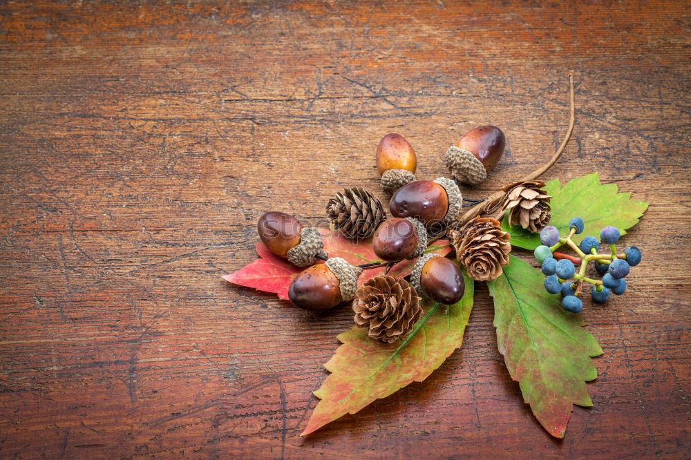 Similar – Image, Stock Photo autumn fruits Environment