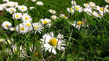 Similar – Gänseblümchen Blume Wiese