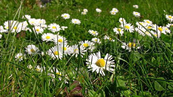 Similar – Gänseblümchen Blume Wiese