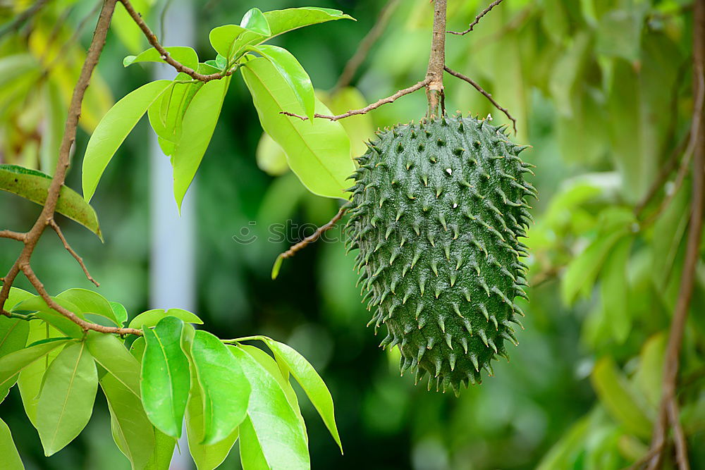 Similar – Avocado fruit on the tree