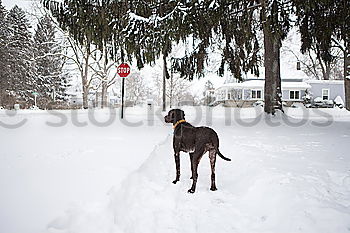 Similar – Vorweihnachtlich Winter