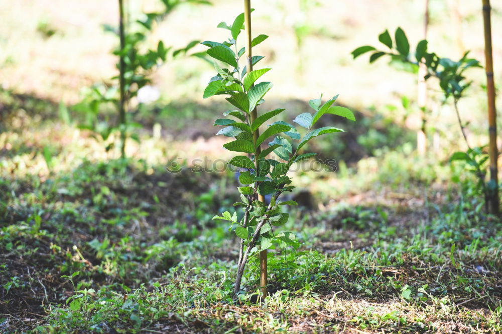 Image, Stock Photo peppermint Plant Leaf