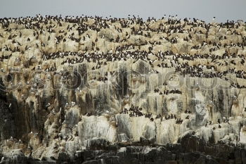 Image, Stock Photo cormorant Animal