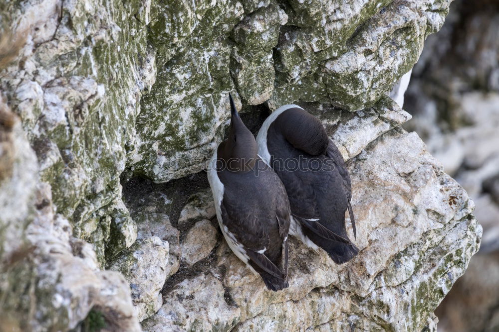 Similar – Image, Stock Photo Woodpecker building his nesting cave