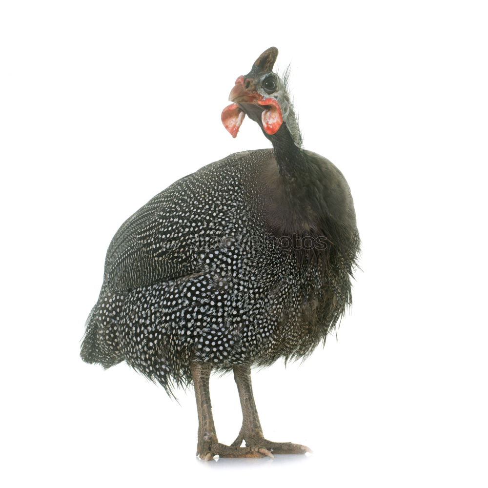 Similar – puffed chicken Animal